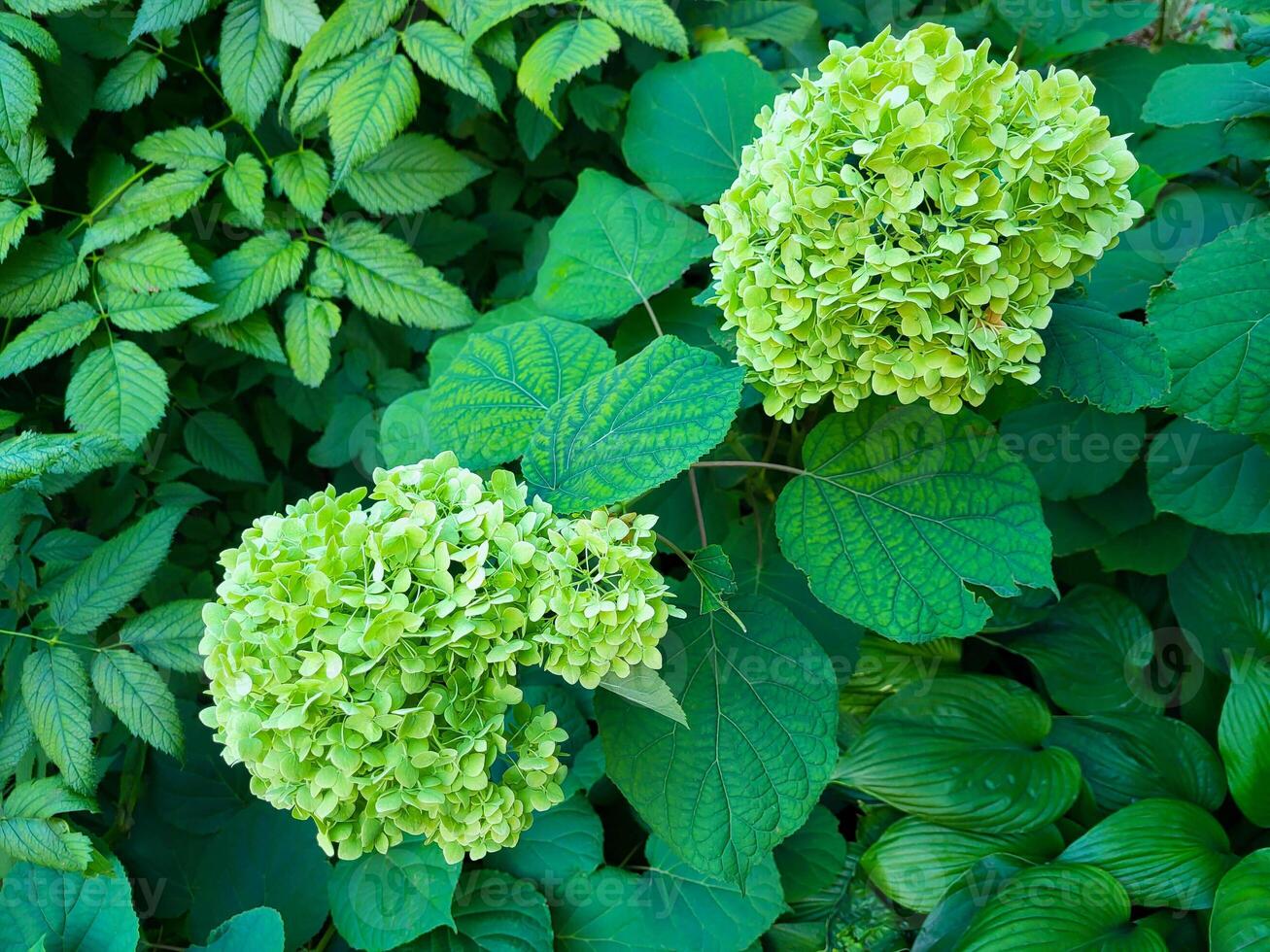 Two large blooming green hydrangea flowers on the background of their green leaves in the park photo