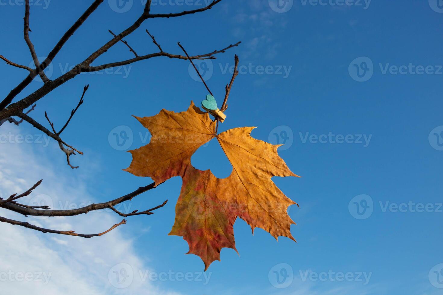 Against the background of the blue sky, a maple leaf with a heart on a clothespin hangs on a branch photo