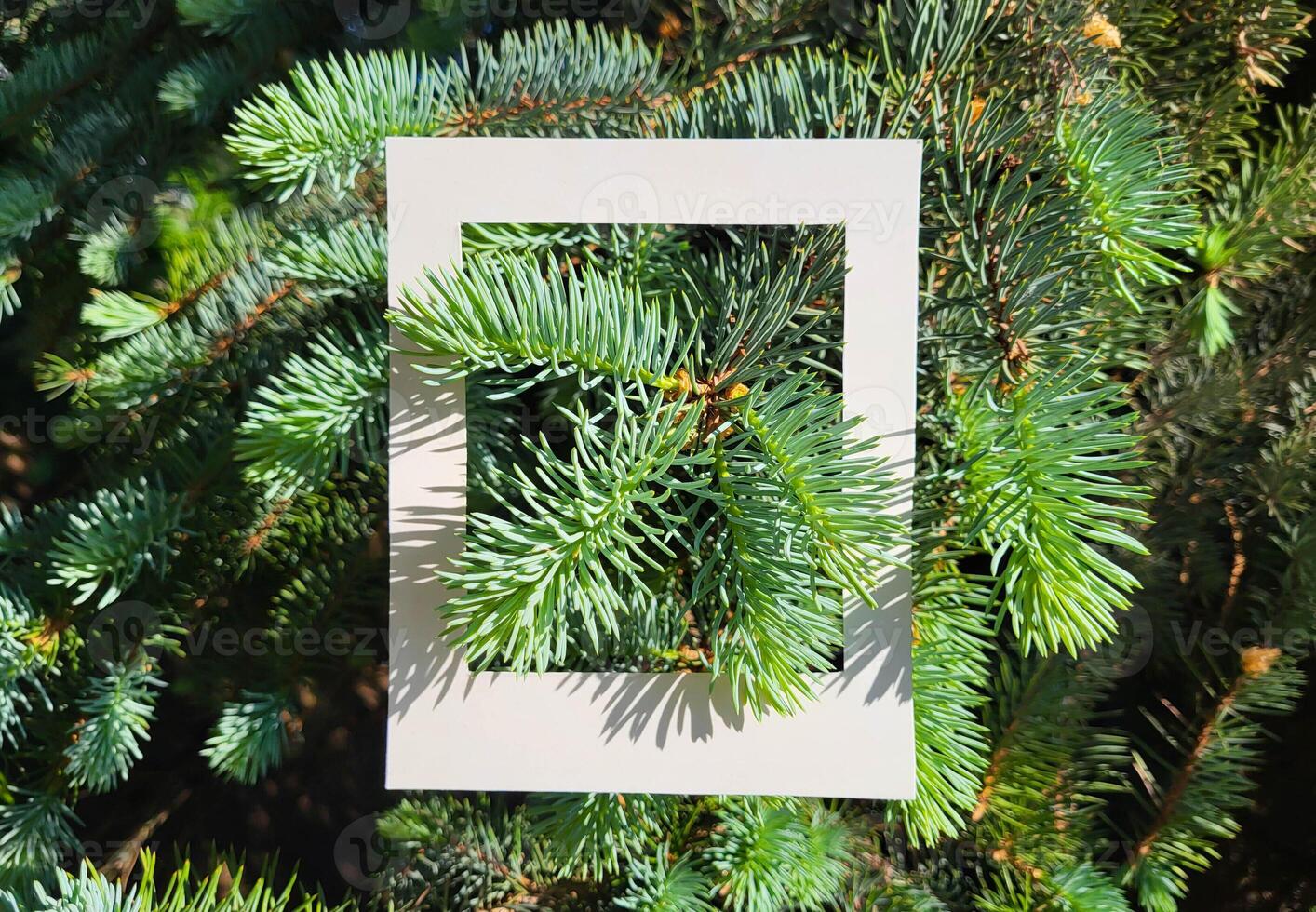 The branches of a green Christmas tree peek out from a white cardboard frame. The concept of Christmas, New Year, environmental protection photo