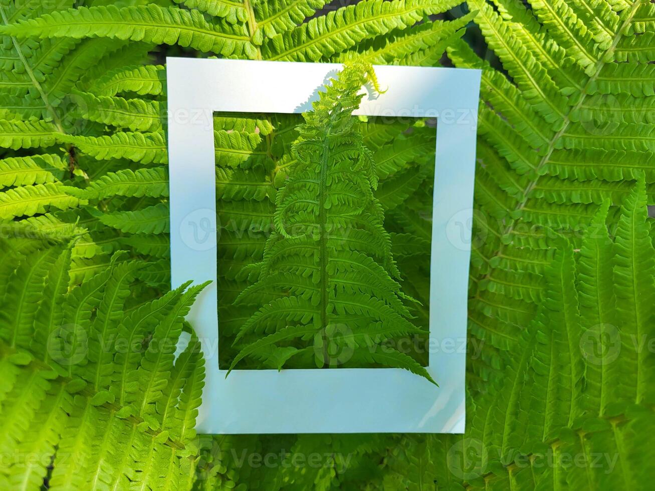 Fresh green fern branches and a cardboard white photo frame Flat surface, top view
