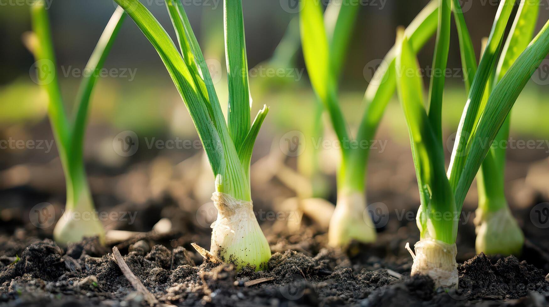 A close up of young onions sprouting from the ground photo