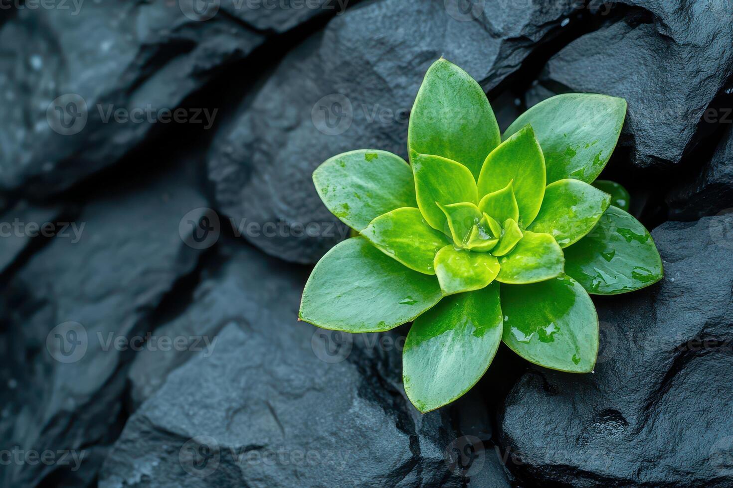 A green plant growing out of a rock photo