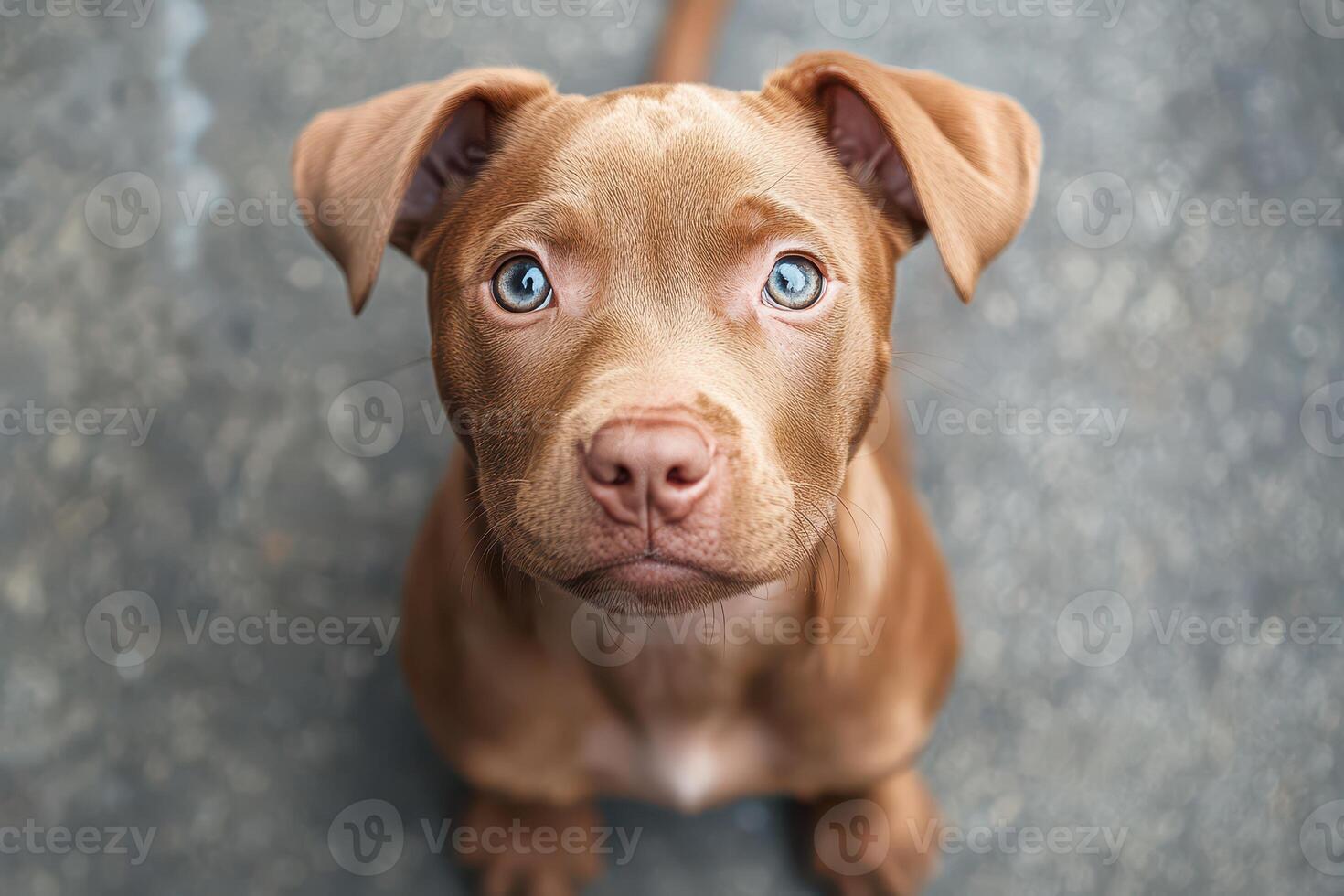 A brown dog with blue eyes looking up photo