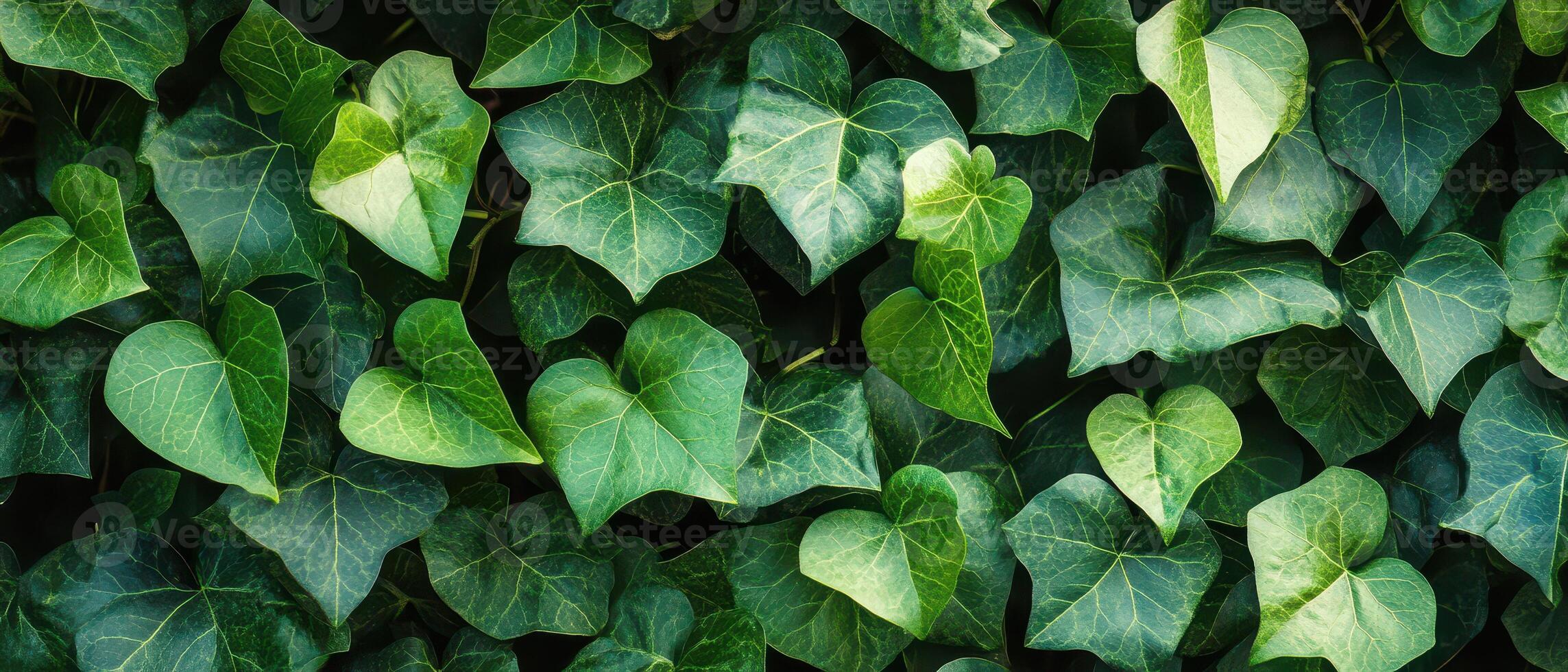 A close up of green ivy leaves photo