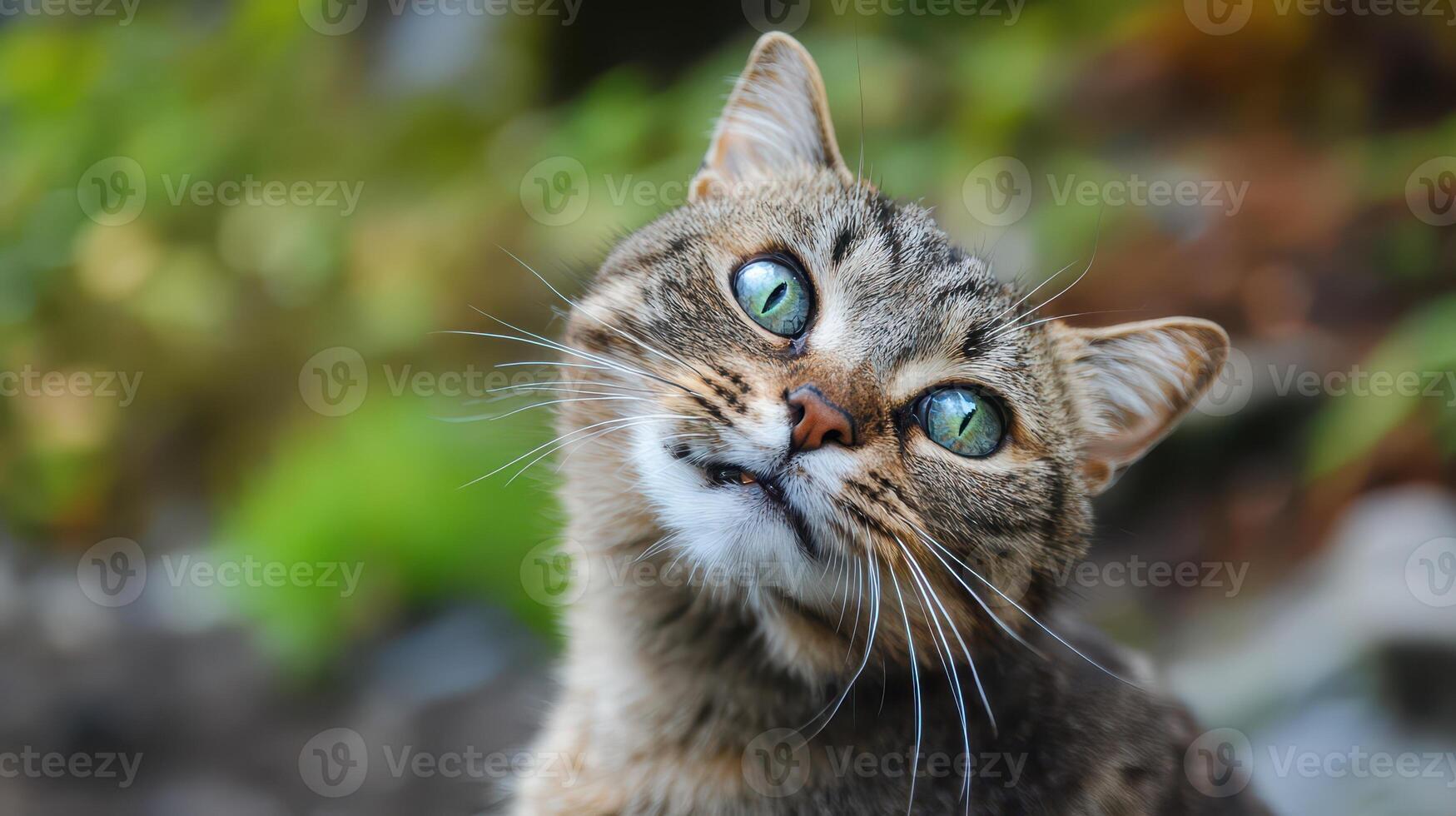 A cat with green eyes looking up photo