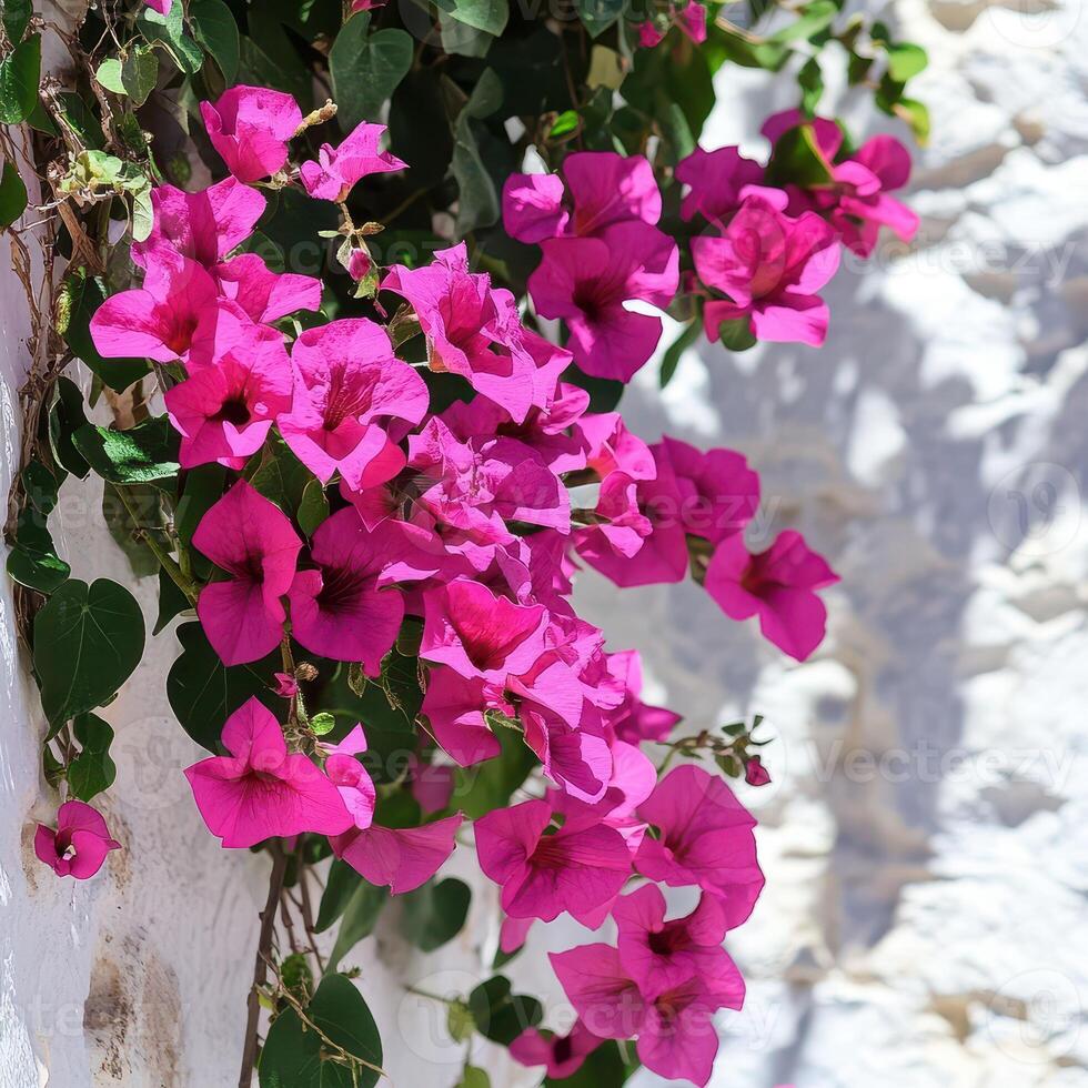 Pink flowers on a wall in a white building photo