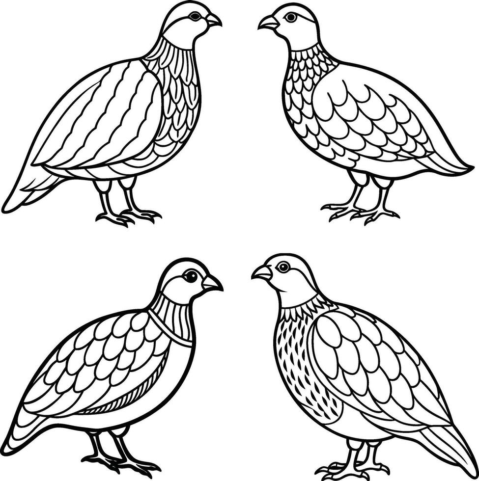 Collection of bird outline drawing pages vector