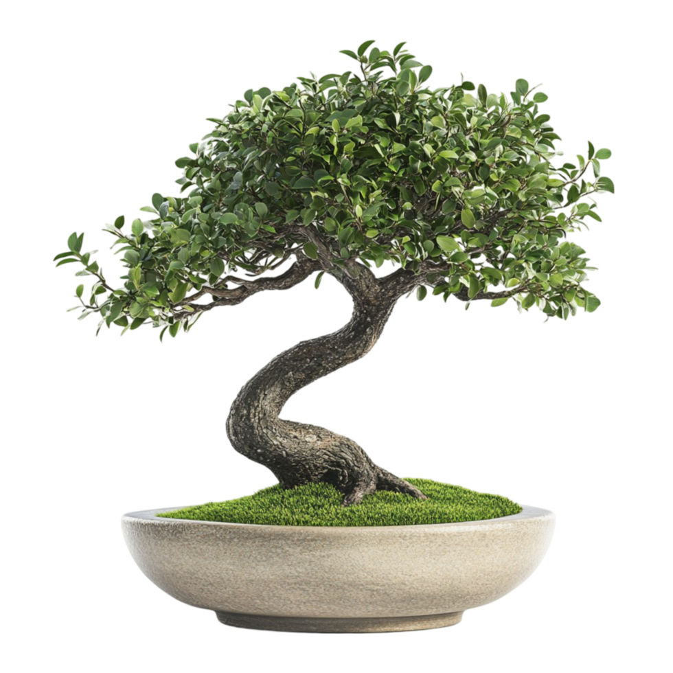 Bonsai tree in a pot png