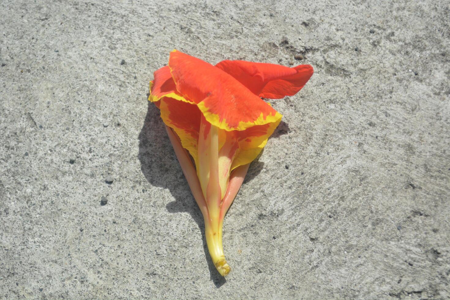 Close-up photo of Red Canna Indica or Indian Shot flower in the garden