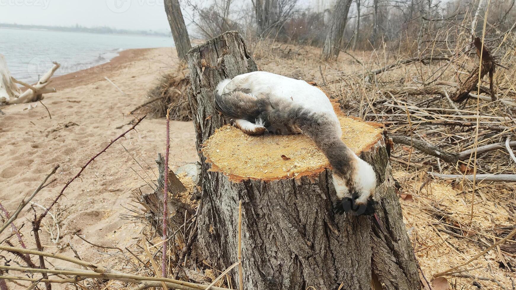 Deforestation tragedy dead bird on a tree stump near the shoreline photo