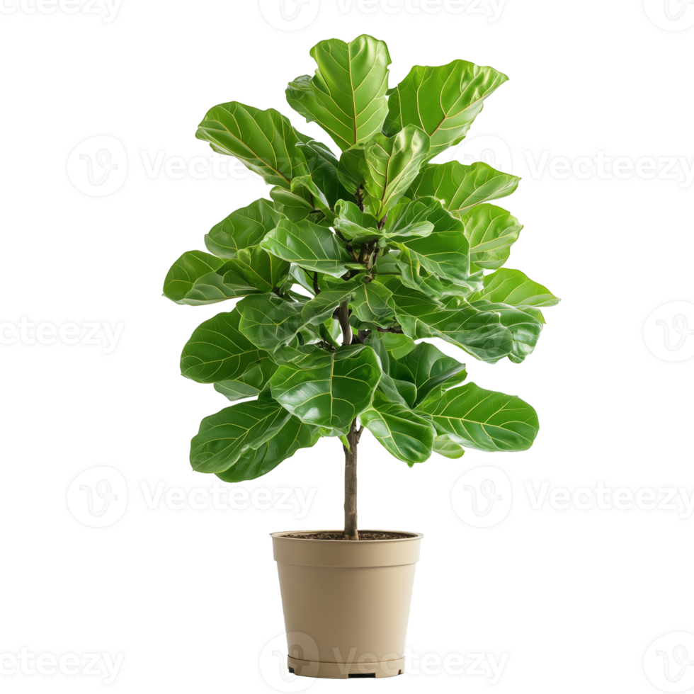 Fiddle Leaf Fig Plant in a Simple Pot Enhancing Indoor Ambiance png