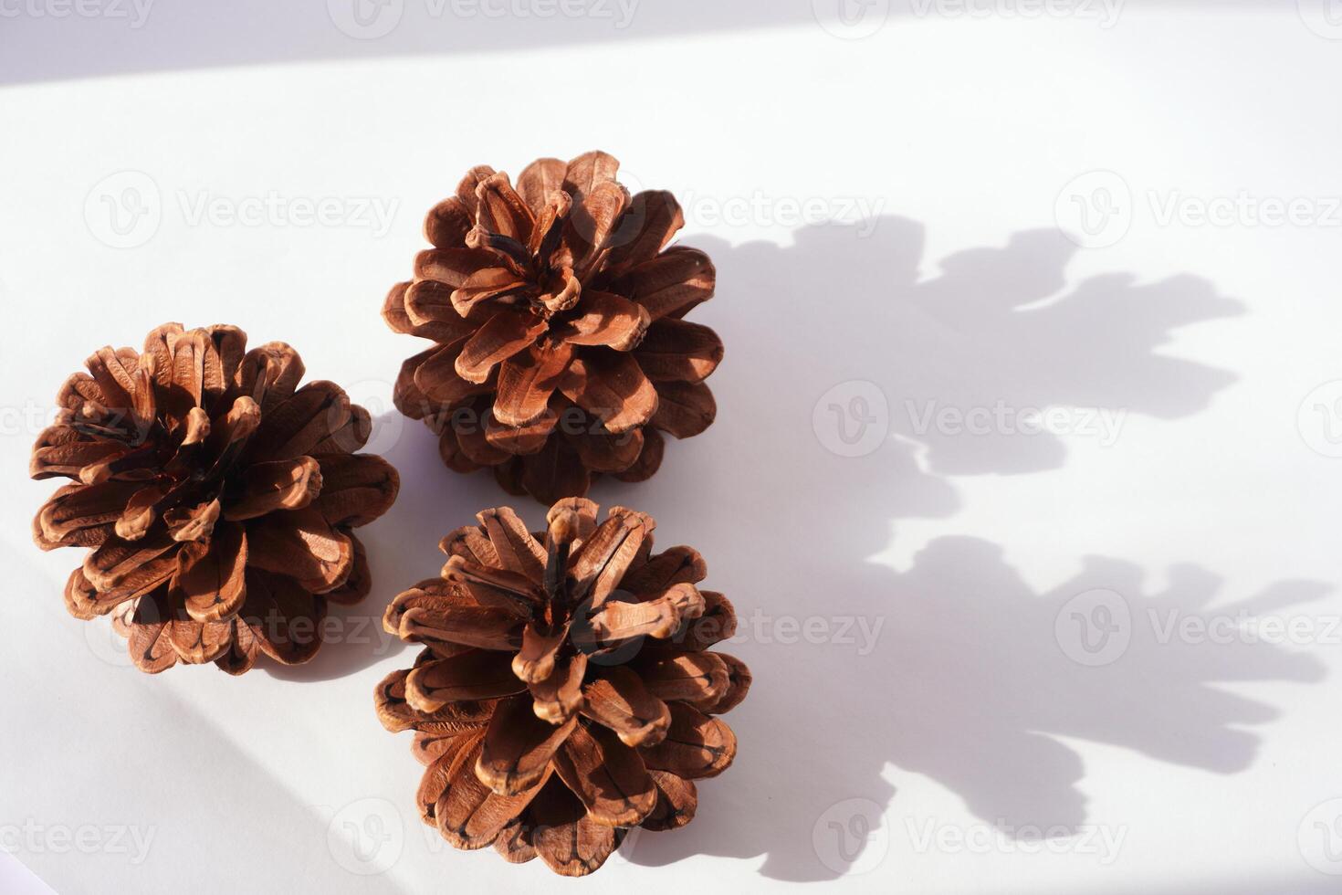 Three pine cones with shadows on a white surface photo