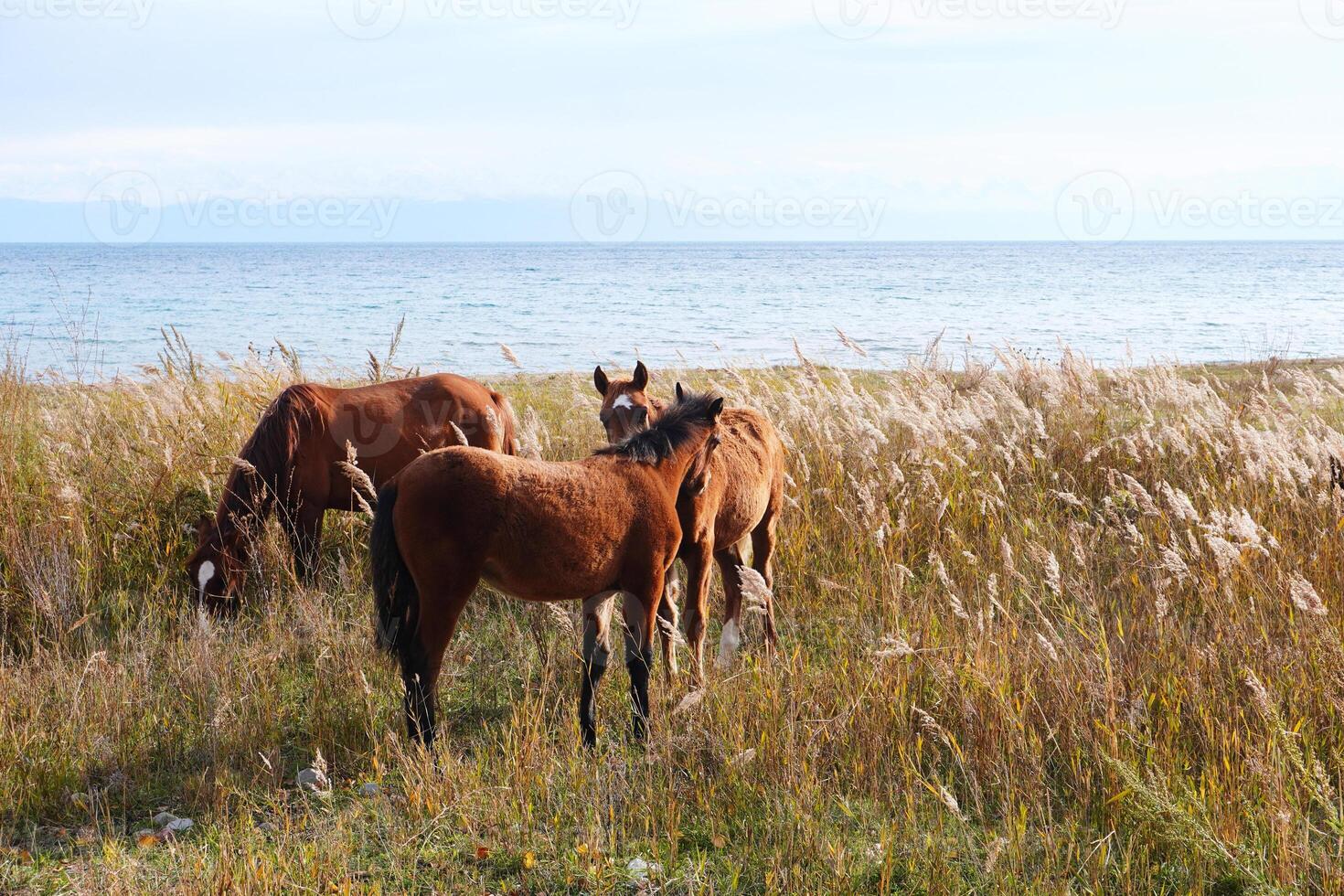 Horses by the Seaside photo