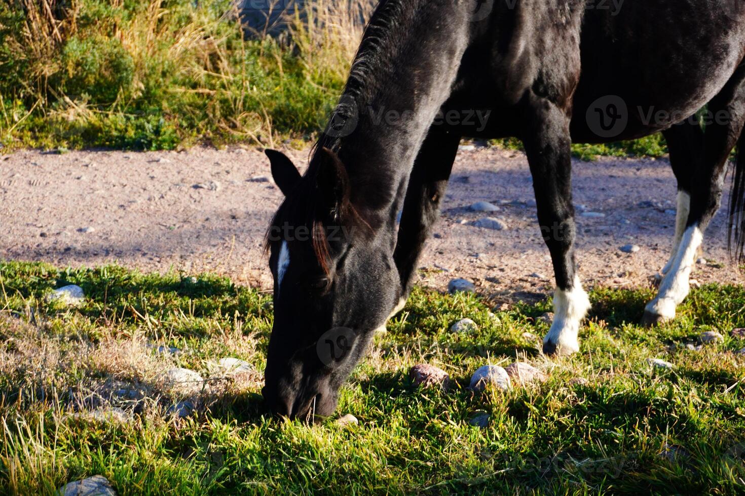 Grazing Black Horse in Nature photo