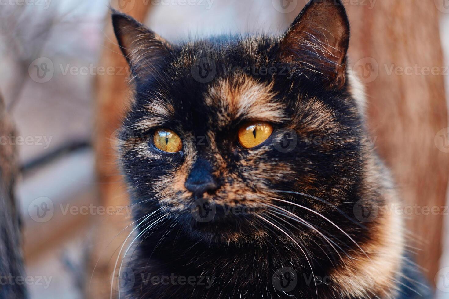 Close-up portrait of a tortoiseshell cat with yellow eyes photo