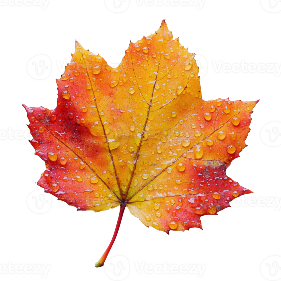 Bright Autumn Maple Leaf With Droplets Resting on Vibrant Colors in Natural Light png