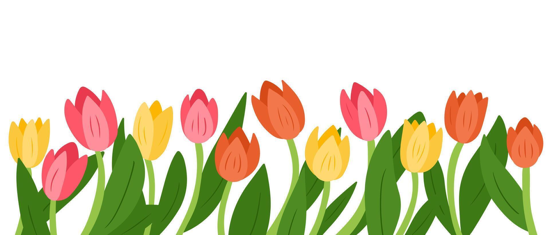 Floral illustration of colorful tulips in a flat style isolated on a white background, creating a spring mood vector