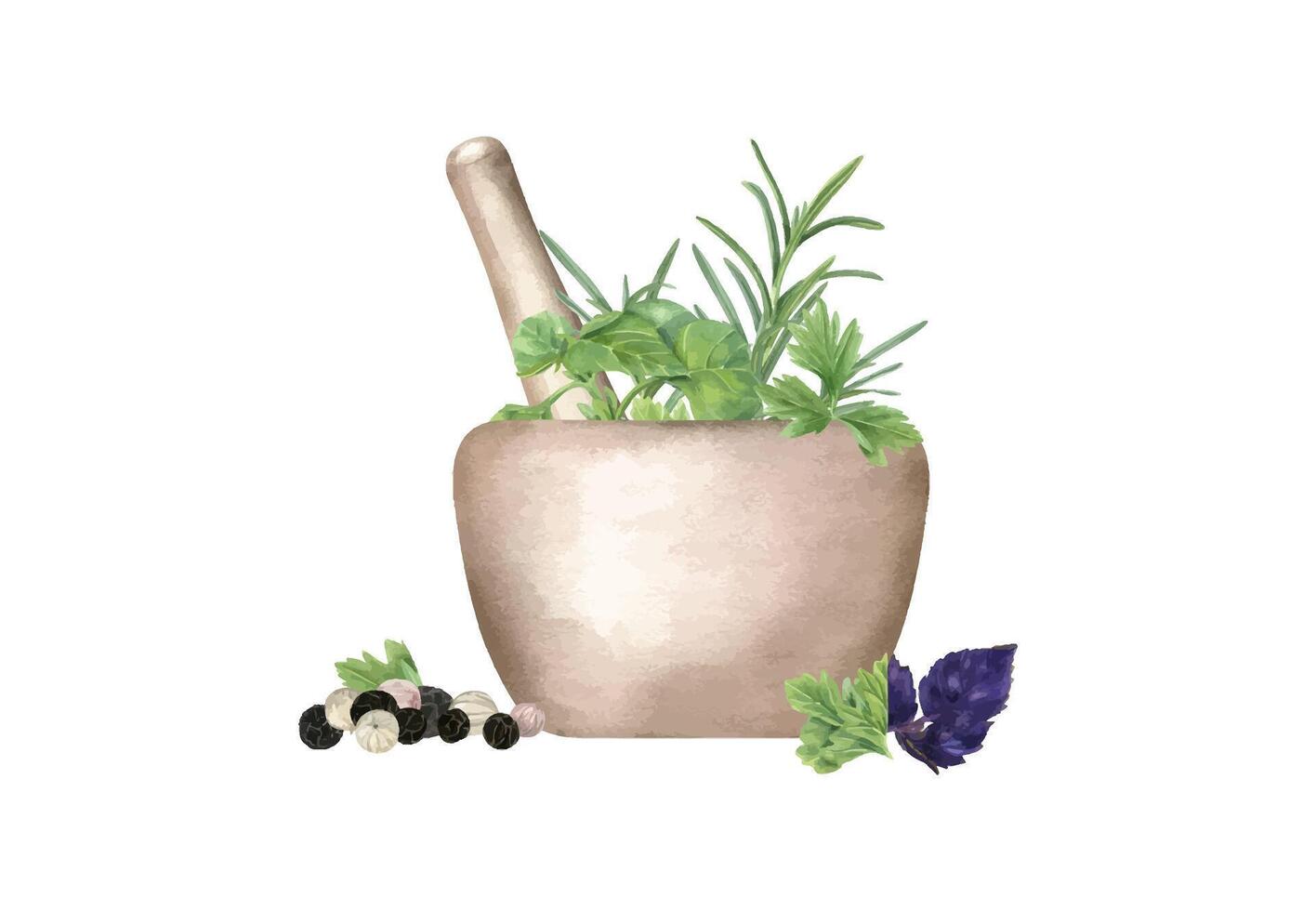 Watercolor stone mortar with pestle and seasoning, herbs, spice for making food illustration isolated background. Fresh rosemary, parsley, oregano sprigs in granite bowl and black, white peppercorn. vector