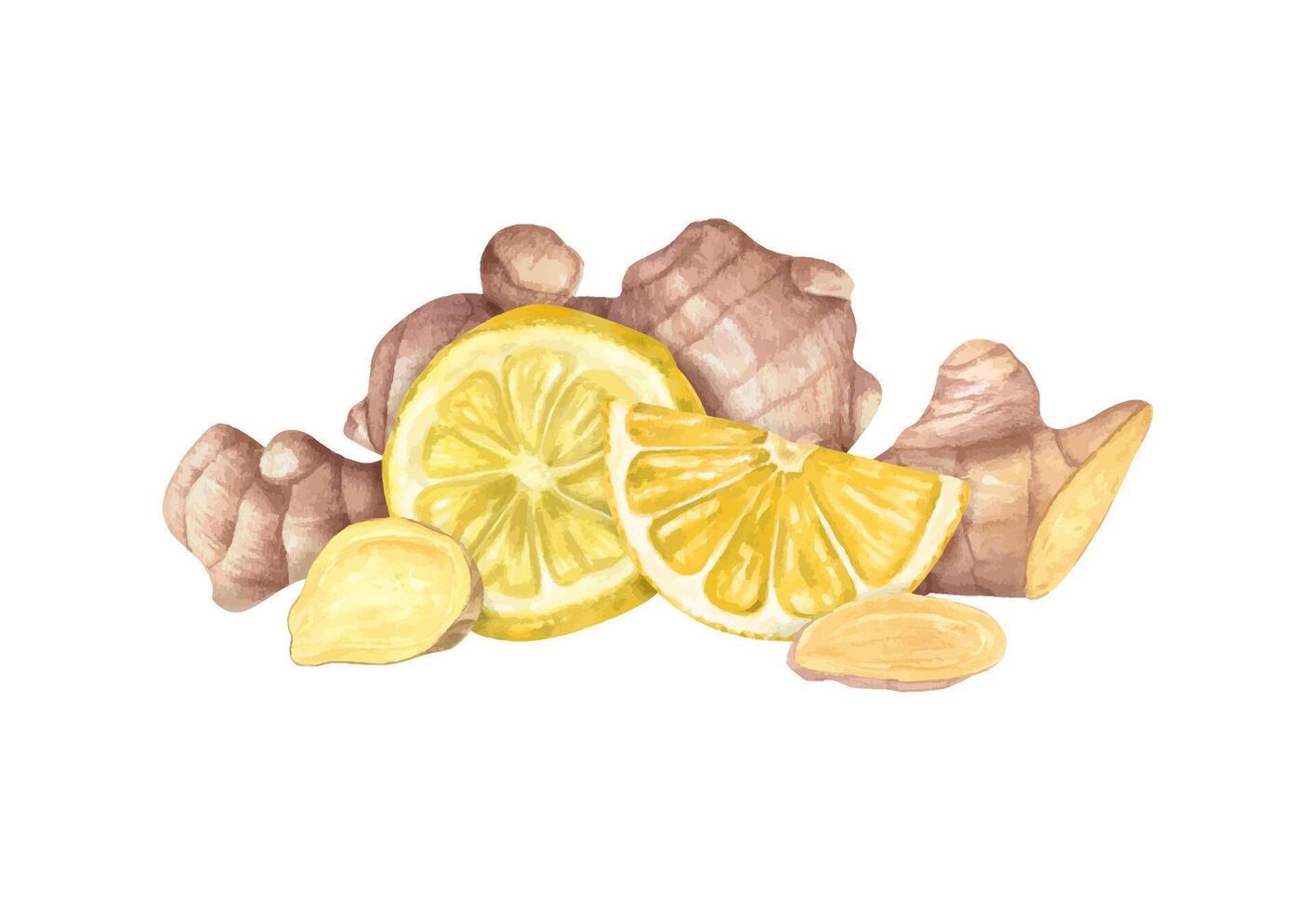 Ginger root heap. Whole and slices ginger. Watercolor illustration illustration of raw seasoning. Natural organic product for recipe, package. For treating colds vector