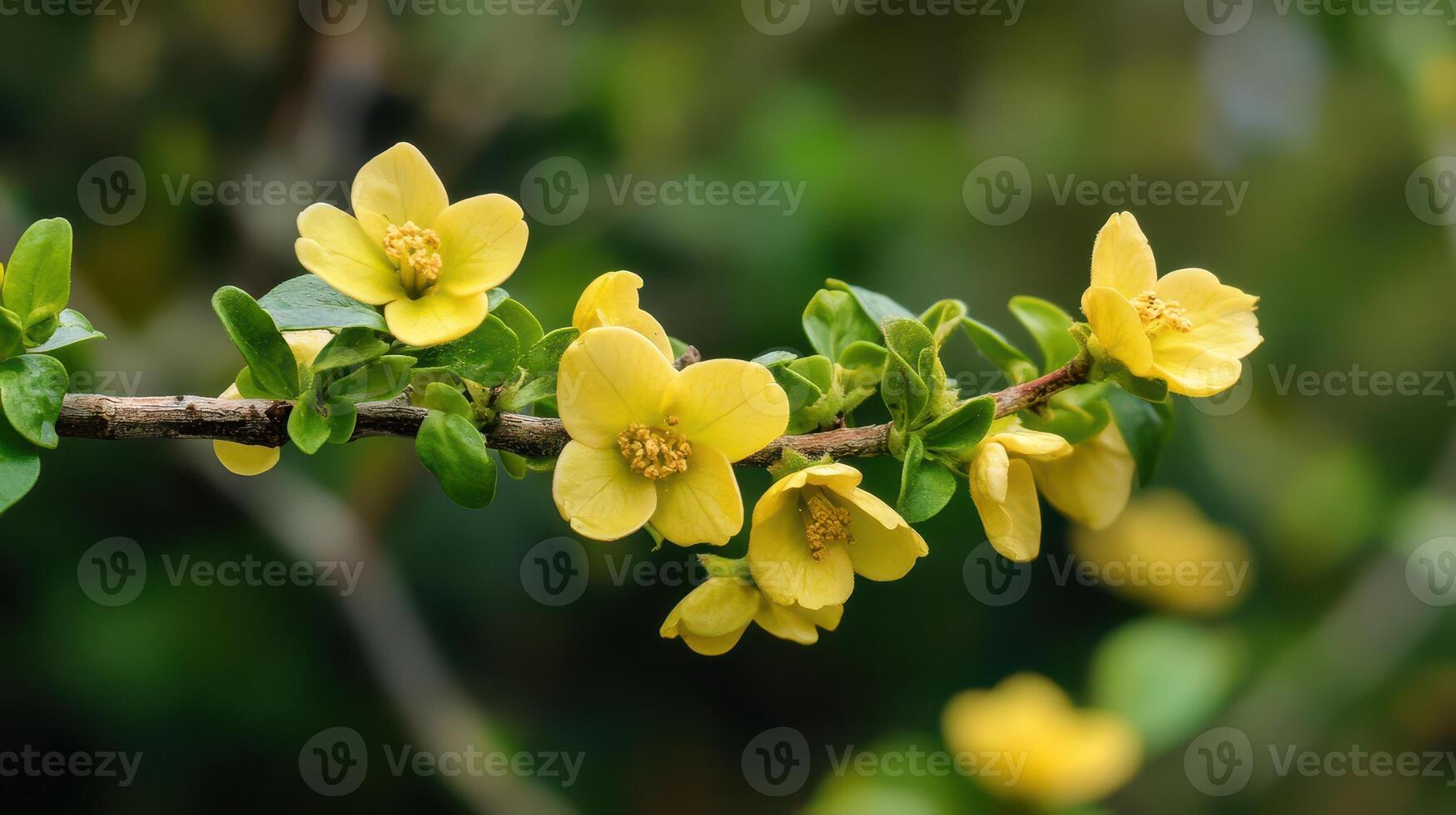 Yellow flowers on a branch photo