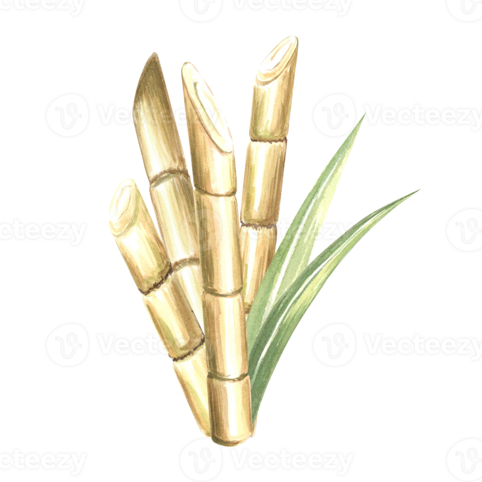 Cut sugar cane stalks with leaves. Bamboo. Hand drawn watercolor illustration isolate. Plantation harvest. Fresh sweet ripe stem for sugar production. Clipart of ingredient for rum, alcoholic drink. png