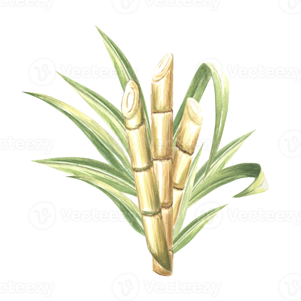 Cut sugar cane stalks with leaves. Bamboo. Hand drawn watercolor illustration. Plantation harvest. Fresh sweet ripe stem for sugar production. Clipart of ingredient for rum, alcoholic drinks. png
