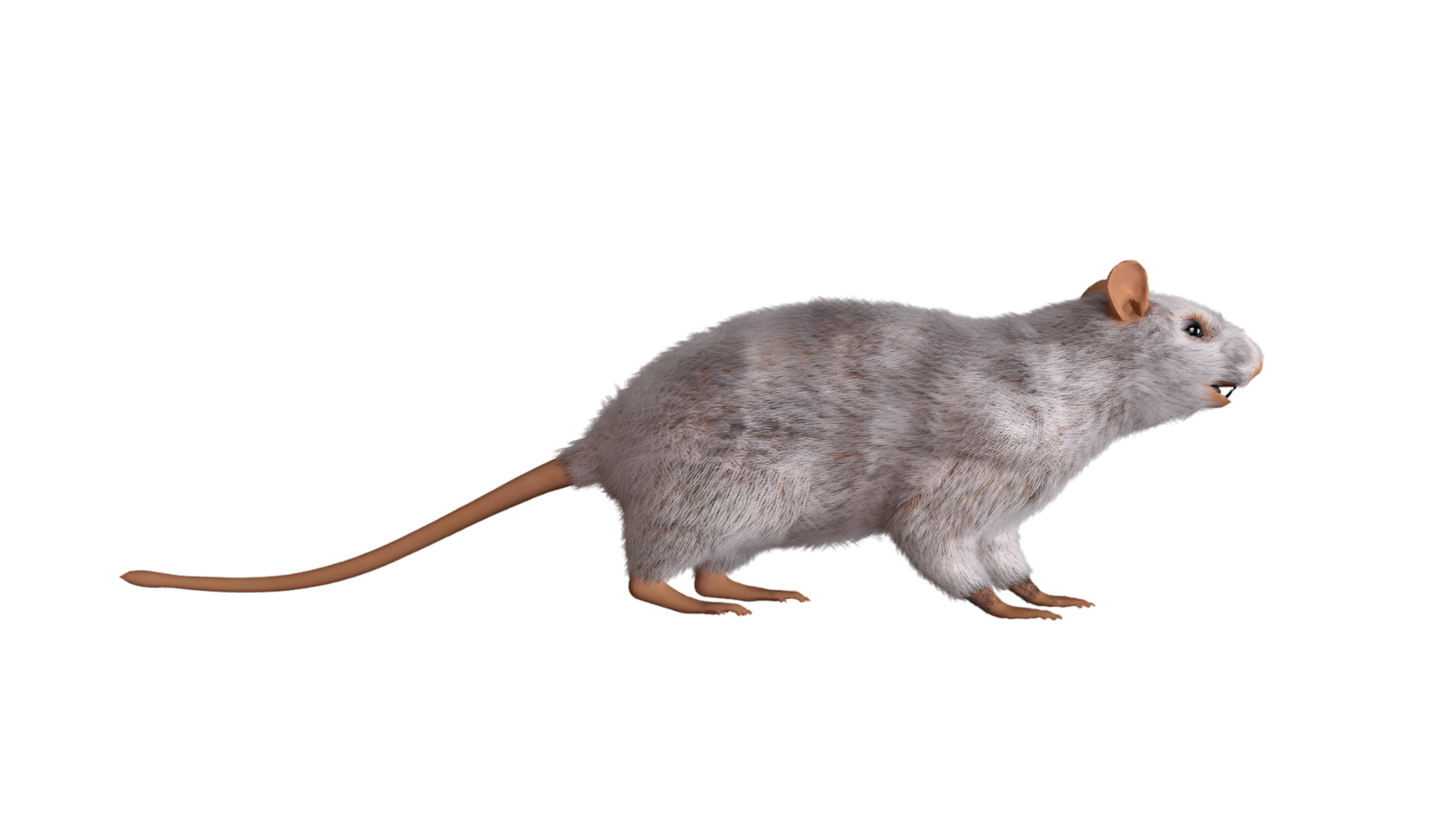 White Rat in Transparent Background png