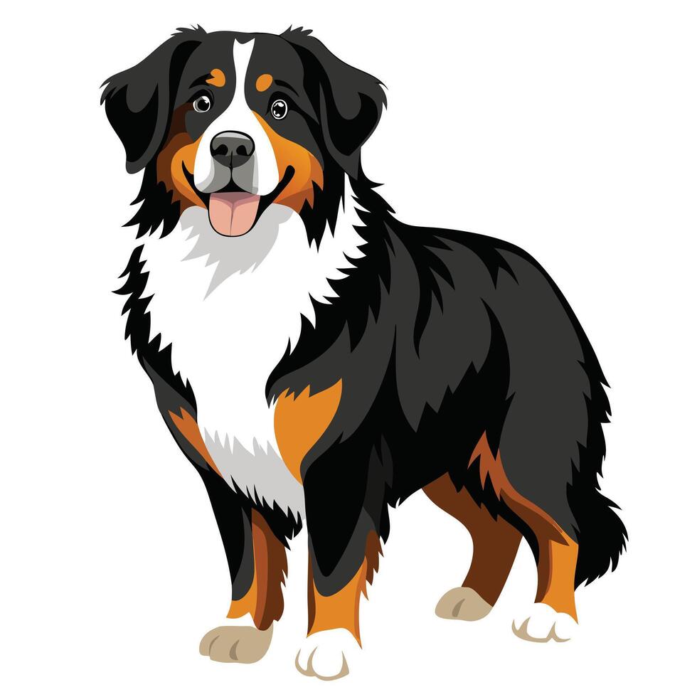 Bernese mountain dog illustration vector