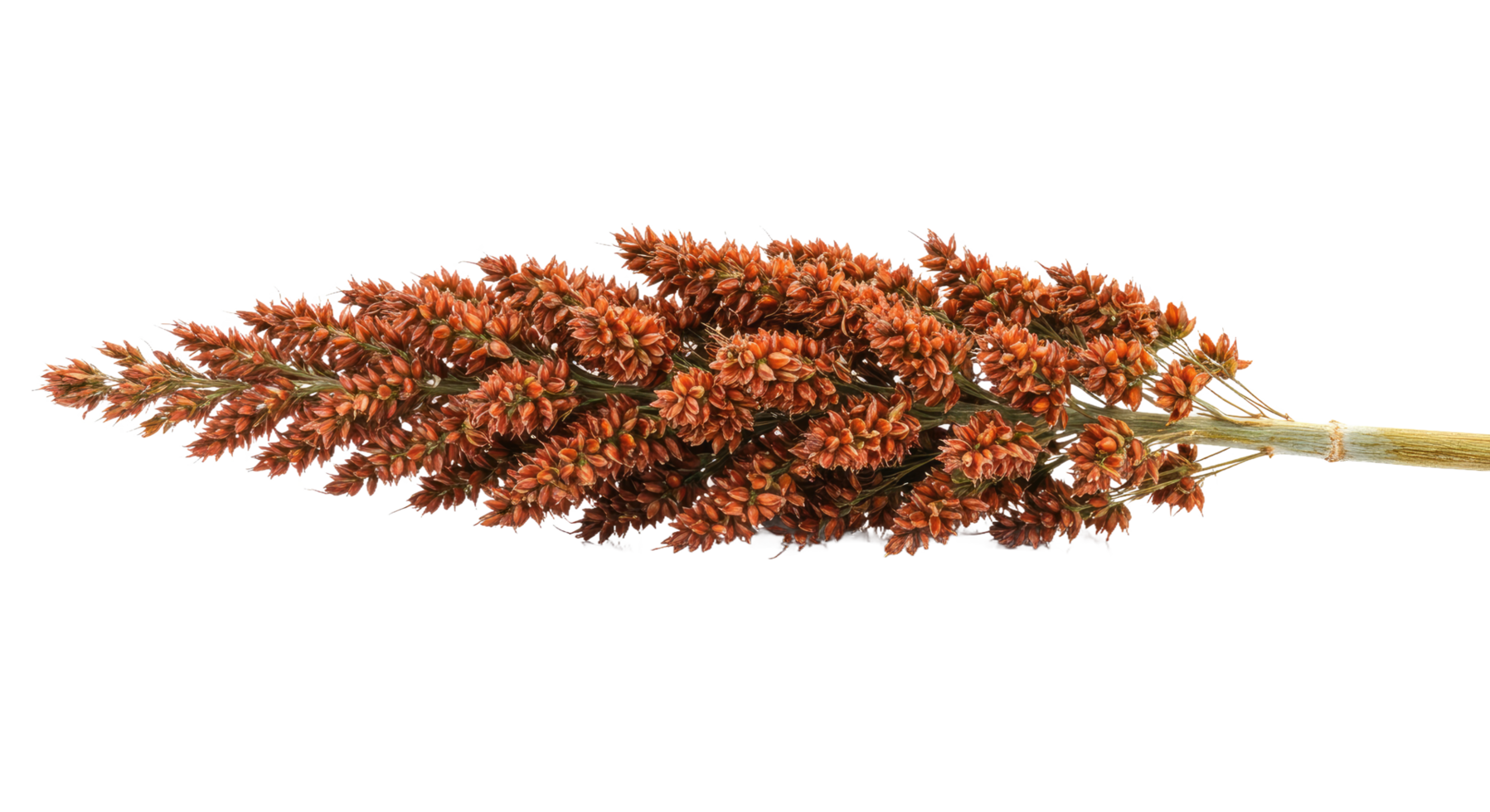 A plant with red flowers on it png
