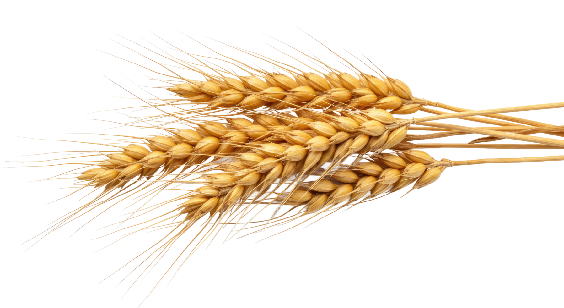 Wheat stalk on a transparent background png
