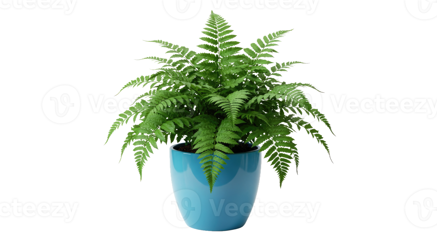 A fern plant in a blue pot png