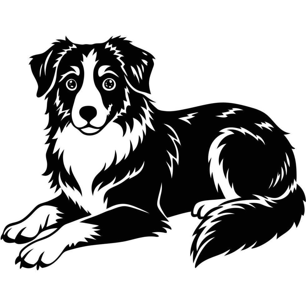 Border collie dog vector