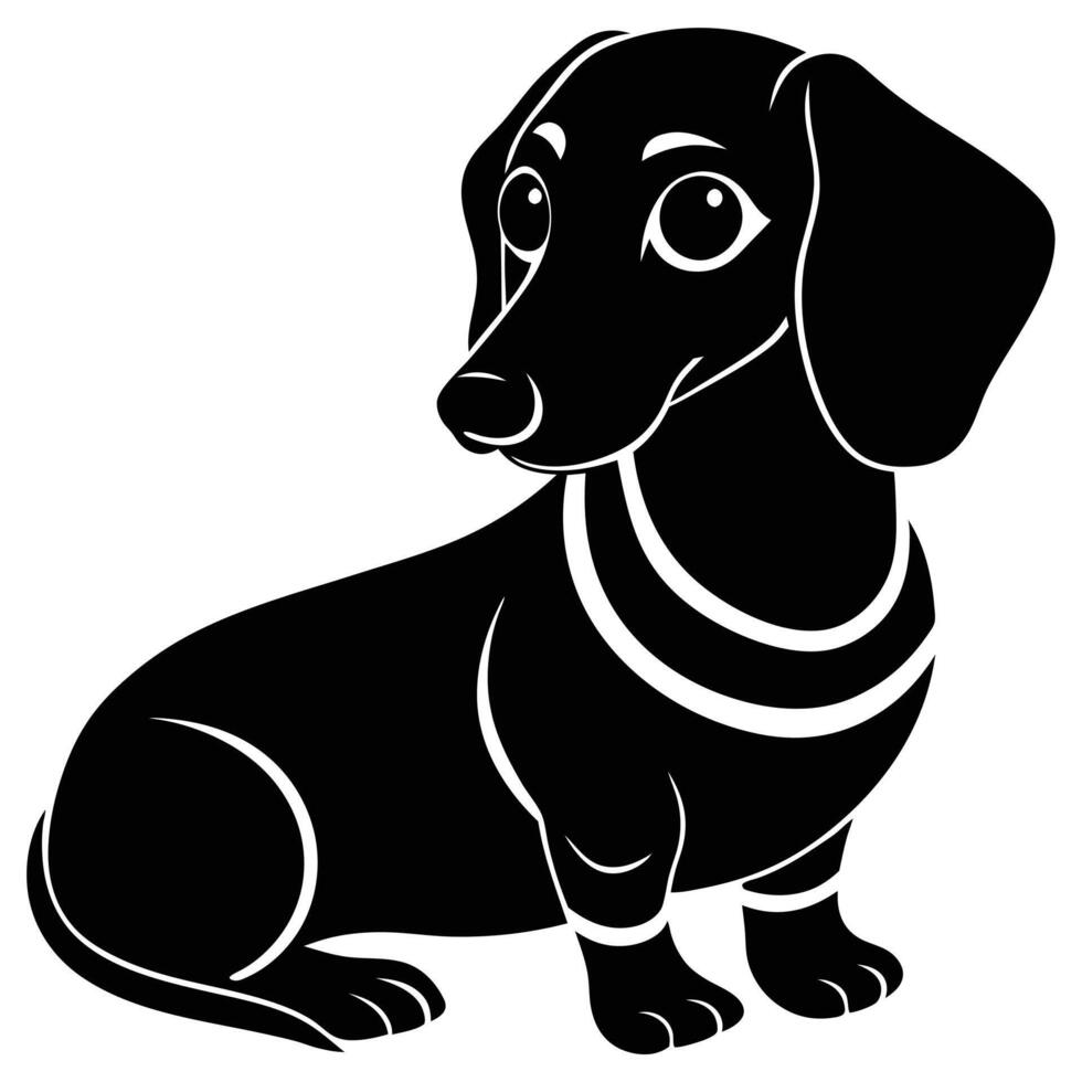 A black and white dachshund dog with a collar vector