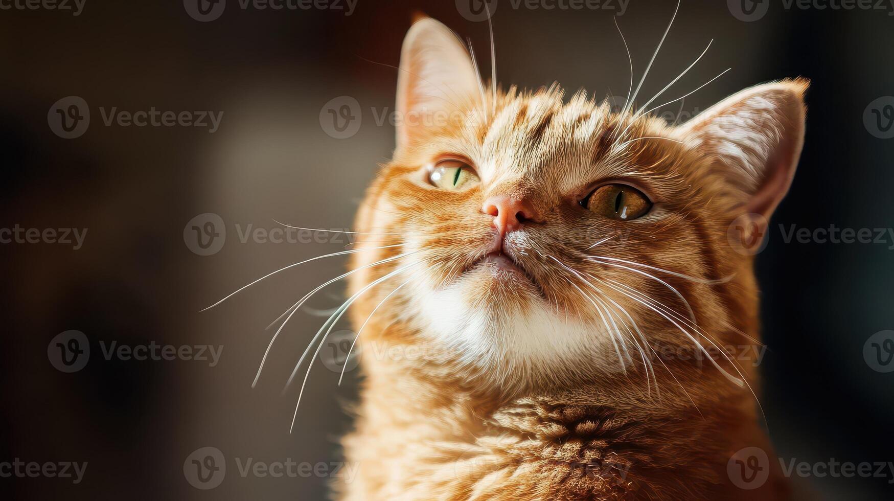 An orange cat looking up at something photo