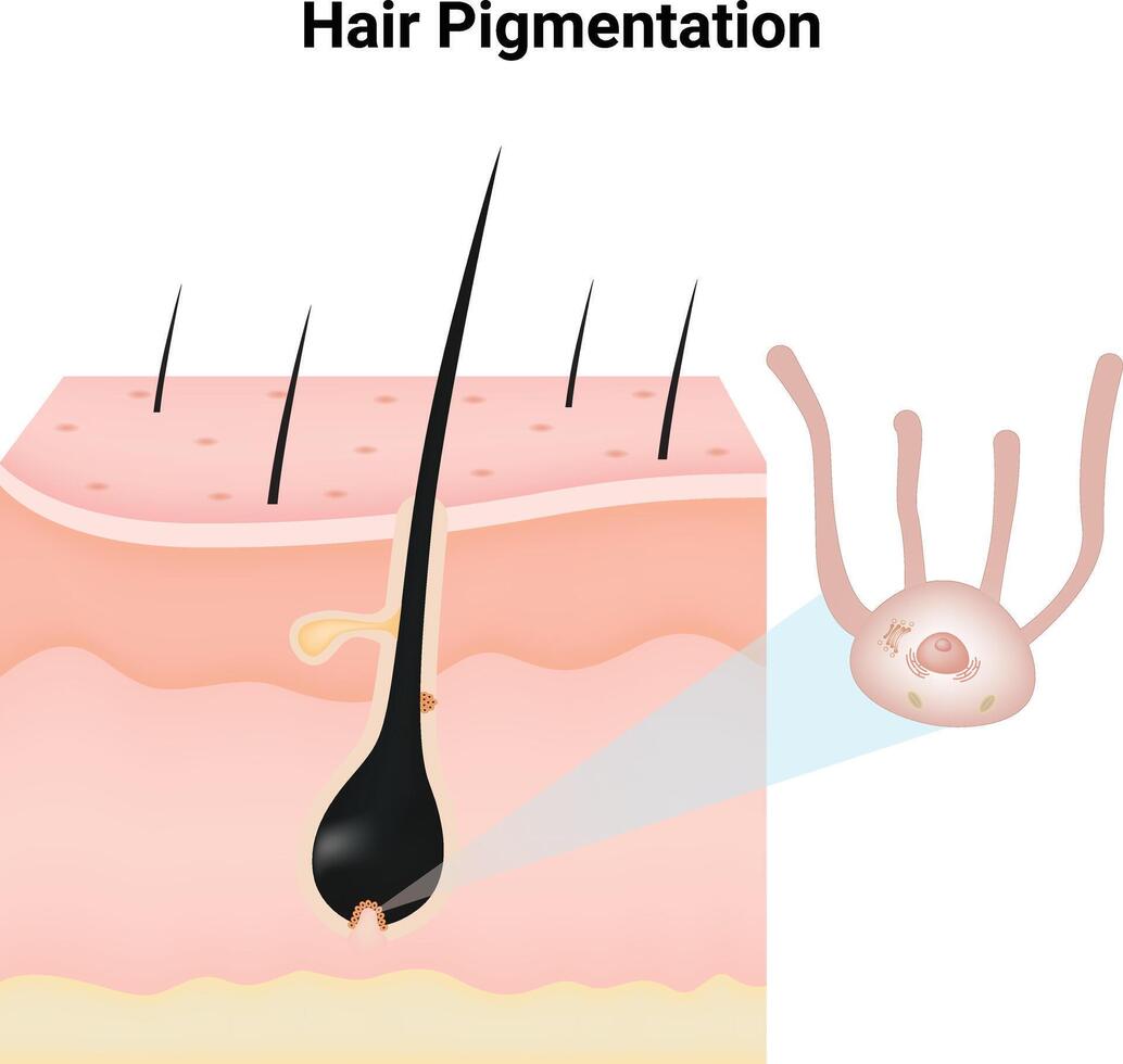 Hair Pigmentation Science Design Illustration Diagram vector