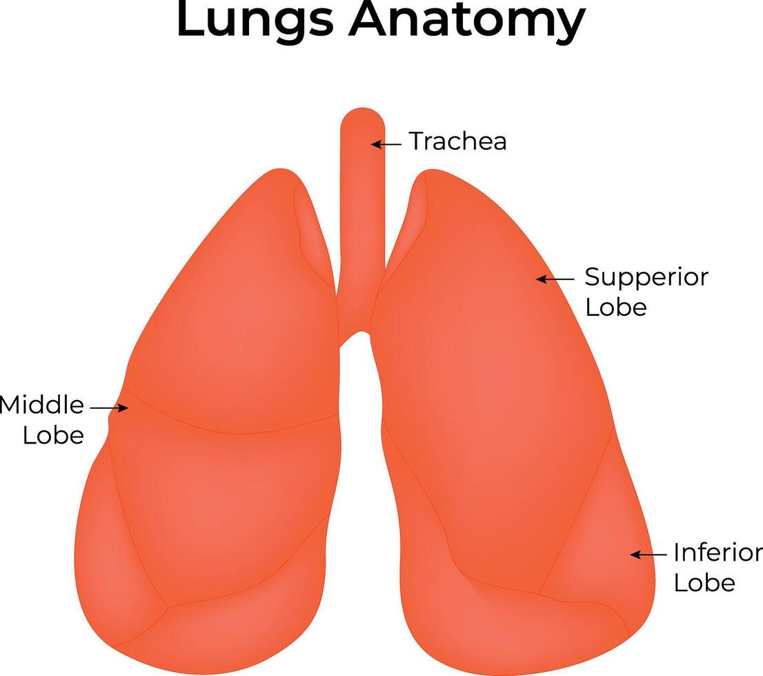 Lungs Anatomy Science Design Illustration Diagram vector
