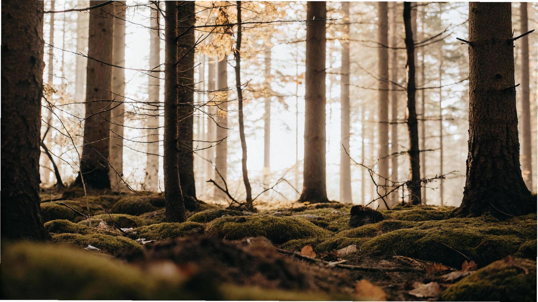 A forest with trees and moss in the sunlight photo