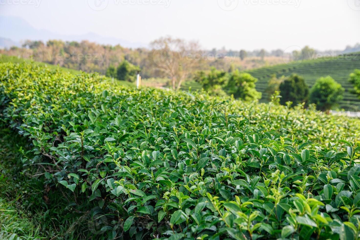 Green tea leaves in plantation on sunny day photo