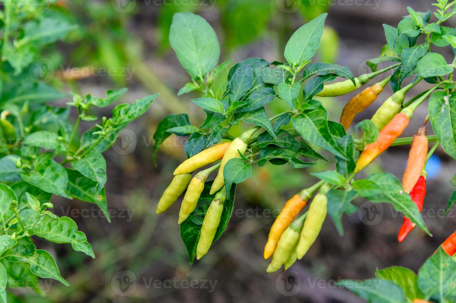 Colorful Thai Chili Pepper on plant photo