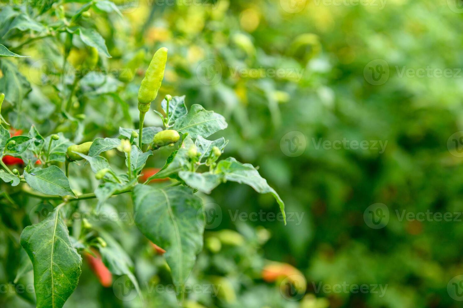 Colorful Thai Chili Pepper growing on tree plant photo
