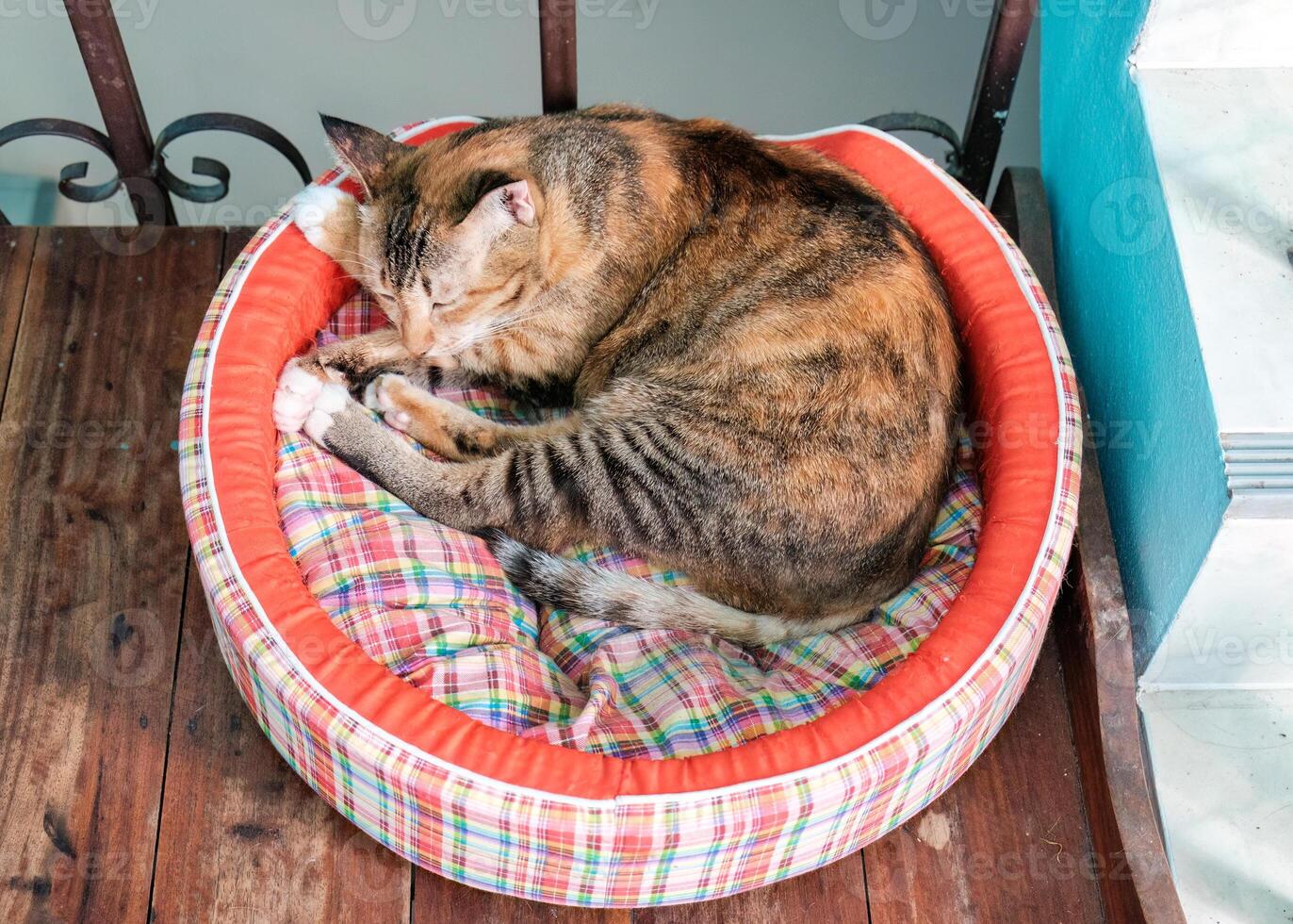 Striped cat sleeping curled up with comfortably on cat cushion photo