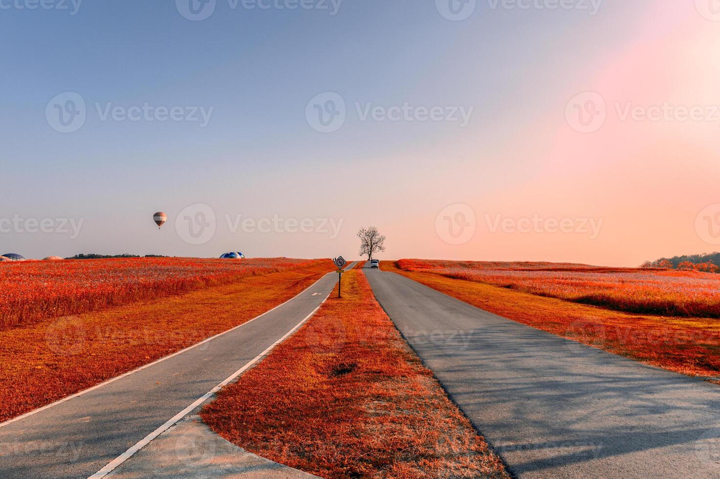 Lonely tree with autumn garden and road on hill photo