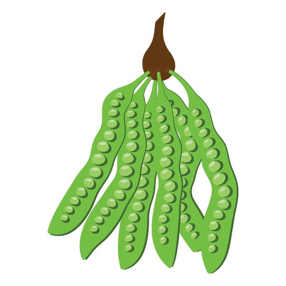 Parkia speciosa Hassk vegetable logo illustration vector