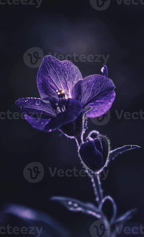 beautiful glowing purple flower blooms in night, showcasing its delicate petals and vibrant color photo