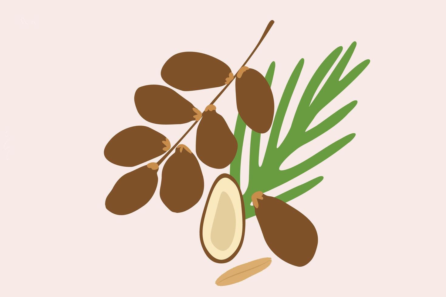 Dates dried fruit set. Sweet dates ramadan exotic fruits vector
