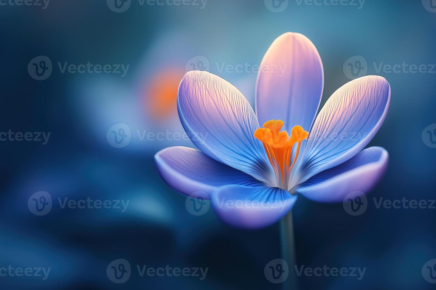 Magical purple crocus on soft blurred background, with copy space photo