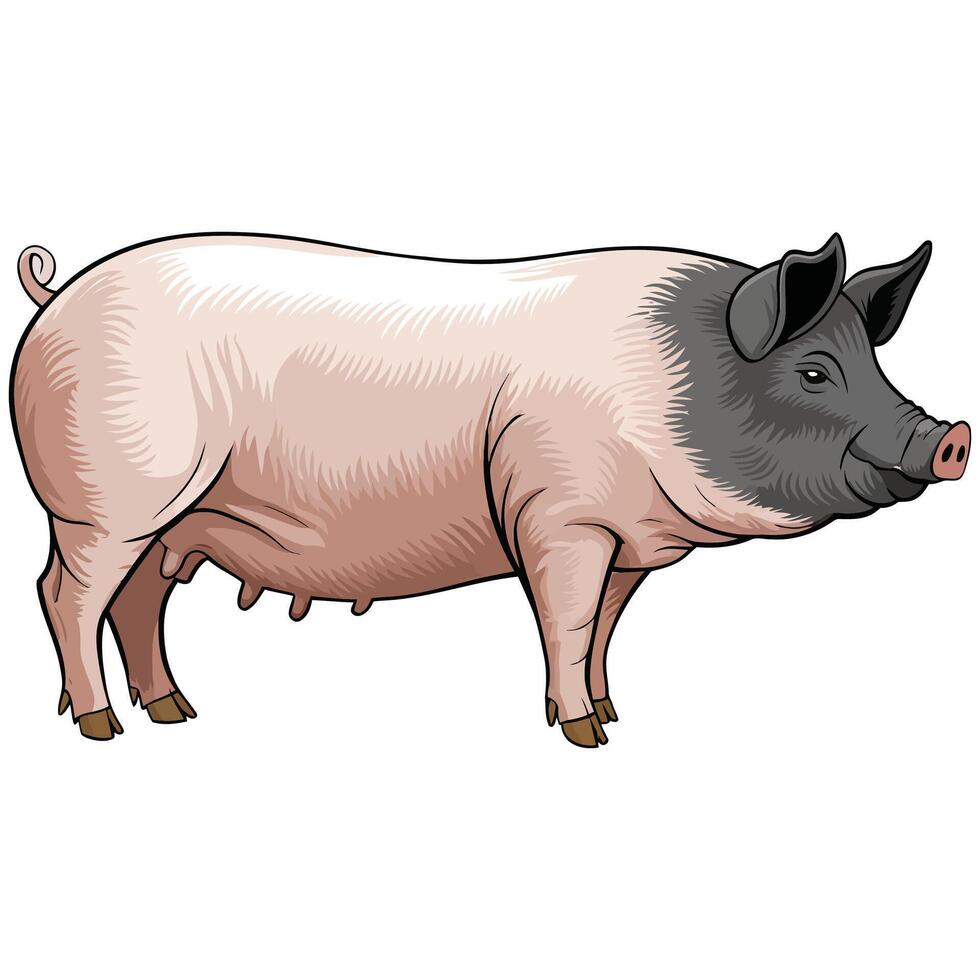A pig is standing on a white background vector