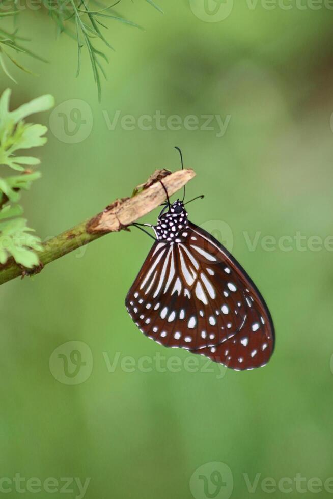 Closeup view of beautiful Tirumala hamata hanging on a twig, commonly known as the dark tiger, a butterfly of the family Nymphalidae. photo