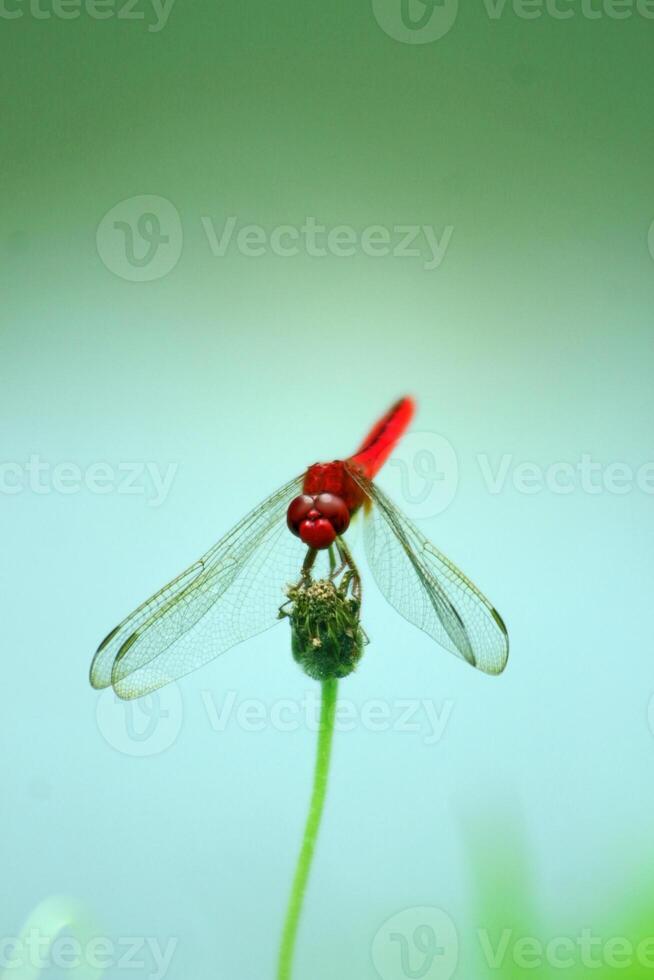 Crocothemis erythraea perches on a flower bud, also known as scarlet dragonfly, broad scarlet, common scarlet-darter, and scarlet darter, a species of dragonfly in the family Libellulidae. . photo