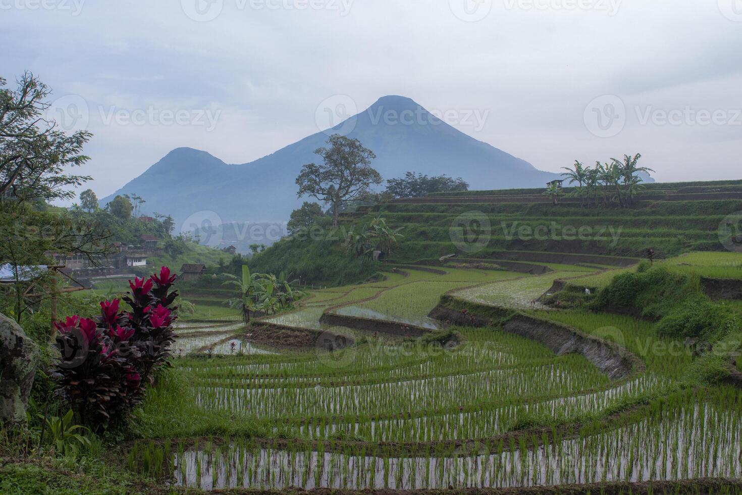 The beauty of terraced rice fields and Mount Penanggungan in the background, a small stratovolcano in East Java. photo